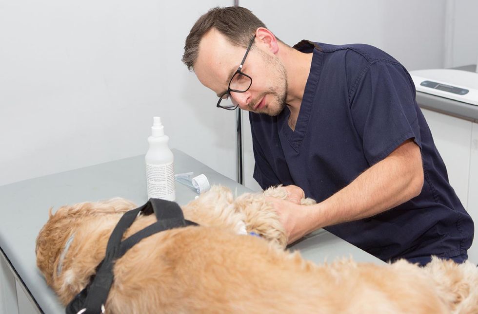 Michał Dubiel, lekarz weterynarii ortopeda, zdj. Luiza Różycka fotografia,  fotografia wizerunkowa Luiza Różycka fotografia, gabinet weterynaryjny Vets & pets Wrocław 4