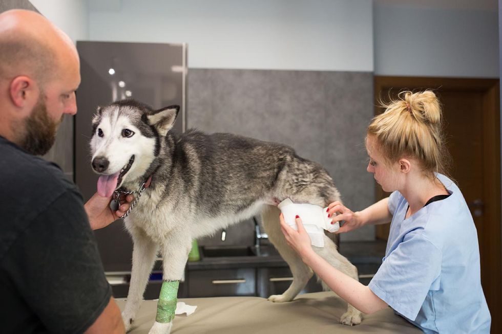 Przychodnia weterynaryjna Neurovet Warszawa, sesja wizerunkowa Luiza Różycka fotografia  16