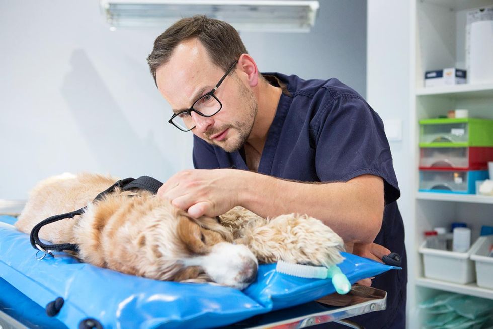 Michał Dubiel, lekarz weterynarii ortopeda, zdj. Luiza Różycka fotografia,  fotografia wizerunkowa Luiza Różycka fotografia, gabinet weterynaryjny Vets & pets Wrocław 7