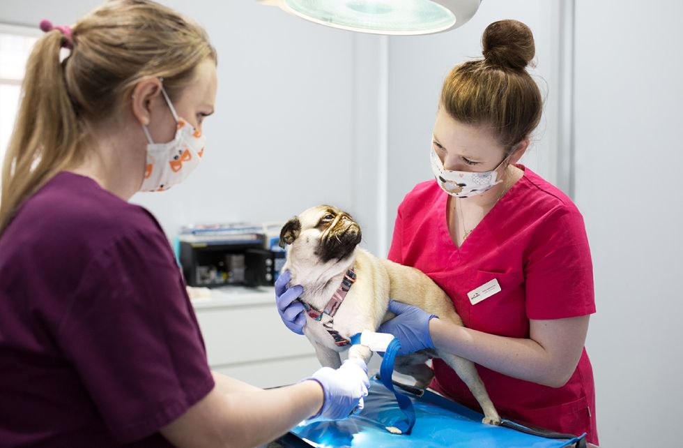 gabinet weterynaryjny Vets&Pets, Wrocław, sesja wizerunkowa Luiza Różycka Wrocław 20
