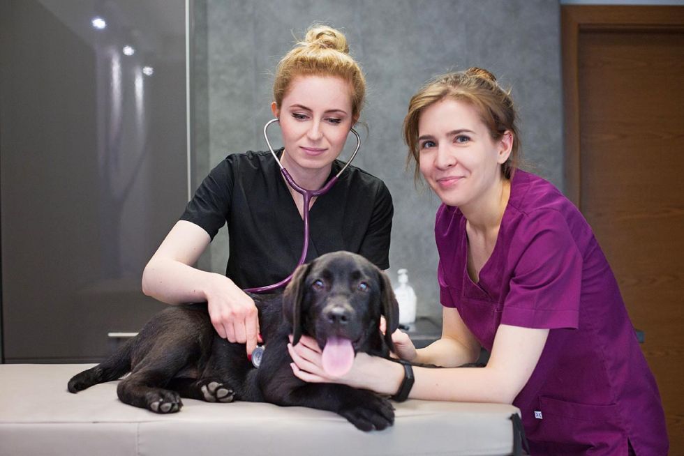 Przychodnia weterynaryjna Neurovet Warszawa, sesja wizerunkowa Luiza Różycka fotografia  7
