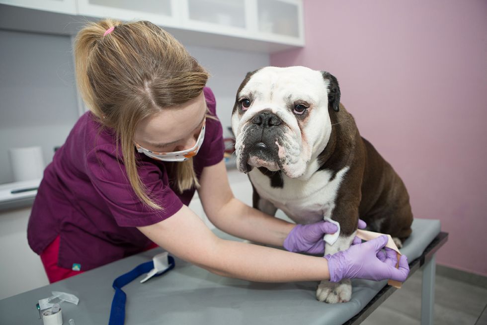 gabinet weterynaryjny Vets&Pets, Wrocław, sesja wizerunkowa, Luiza Różycka Wrocław 12
