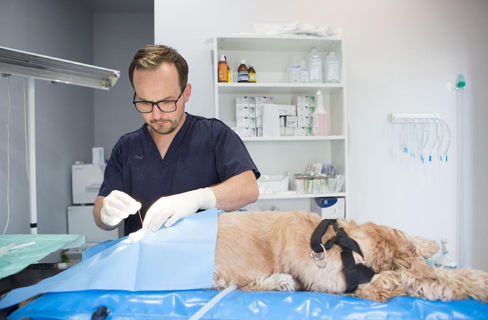 Michał Dubiel, lekarz weterynarii ortopeda, zdj. Luiza Różycka fotografia,  fotografia wizerunkowa Luiza Różycka fotografia, gabinet weterynaryjny Vets & pets Wrocław 5