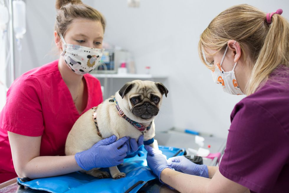 gabinet weterynaryjny Vets&Pets, Wrocław, sesja wizerunkowa Luiza Różycka Wrocław 10
