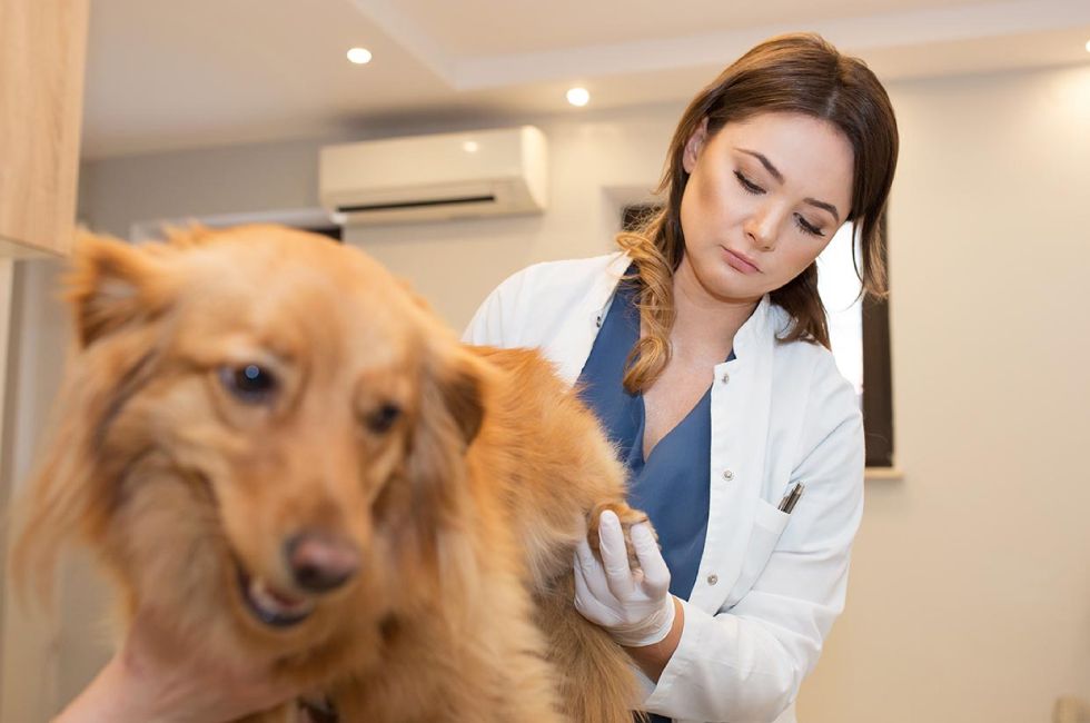 Przychodnia weterynaryjna Neurovet Warszawa, sesja wizerunkowa Luiza Różycka fotografia  12