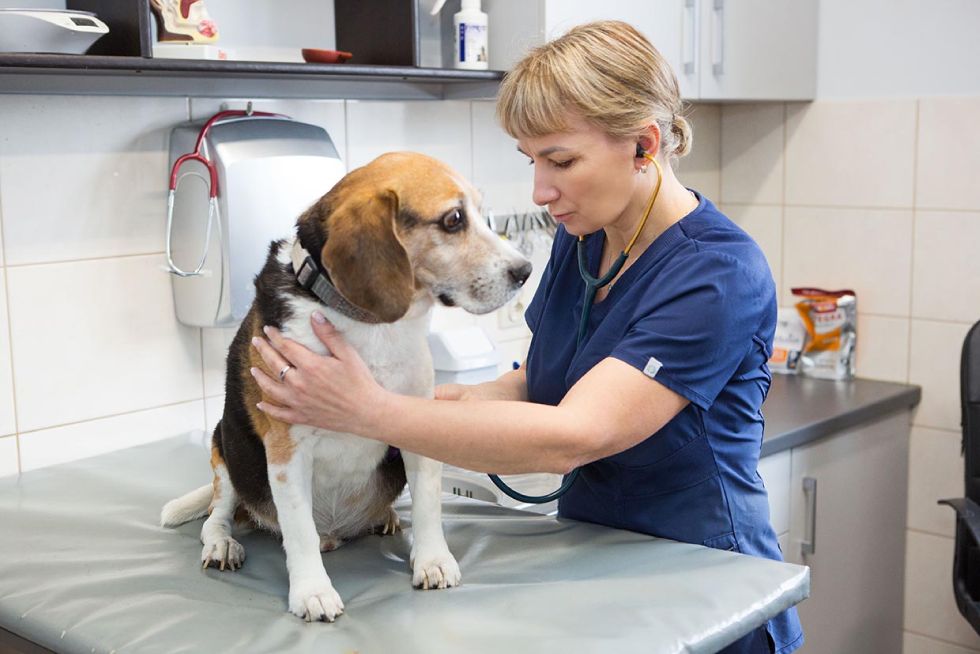 weterynarz lecznica, sesja zdjęciowa Wrocław, fotograf Wrocław, Luiza Różycka, vet care