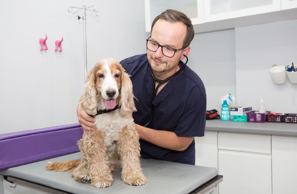 Michał Dubiel, lekarz weterynarii ortopeda, fotografia wizerunkowa Luiza Różycka fotografia, gabinet weterynaryjny Vets & pets Wrocław 2